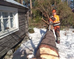 Fällning av gårdsträd i Sjöbotten